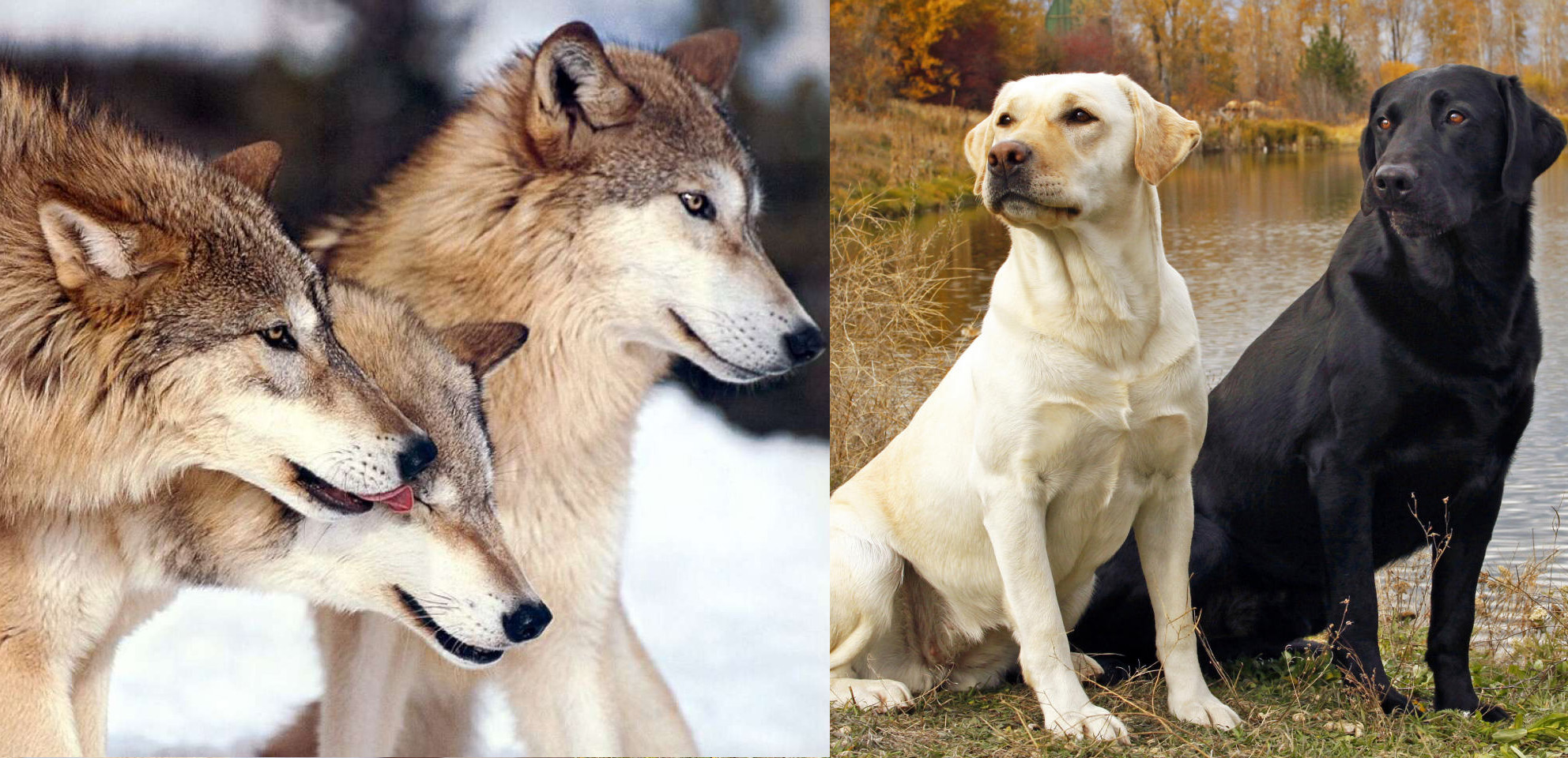 Отличить собаку. Волк и собк5а. Волк и собака. Волк и собака сравнение. Собака от волка.